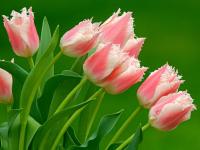 Hình nền hoa Tulip đẹp (Phần 1)